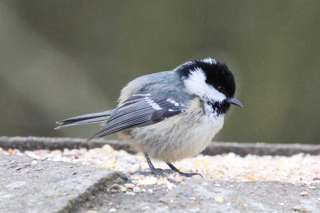 Coal Tit