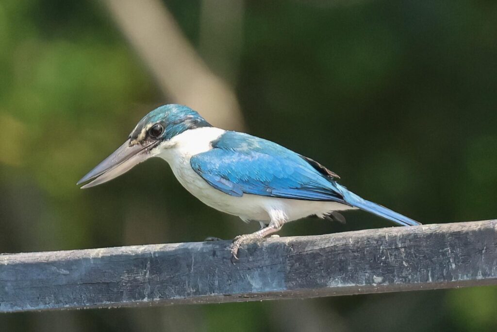 Collared Kingfisher