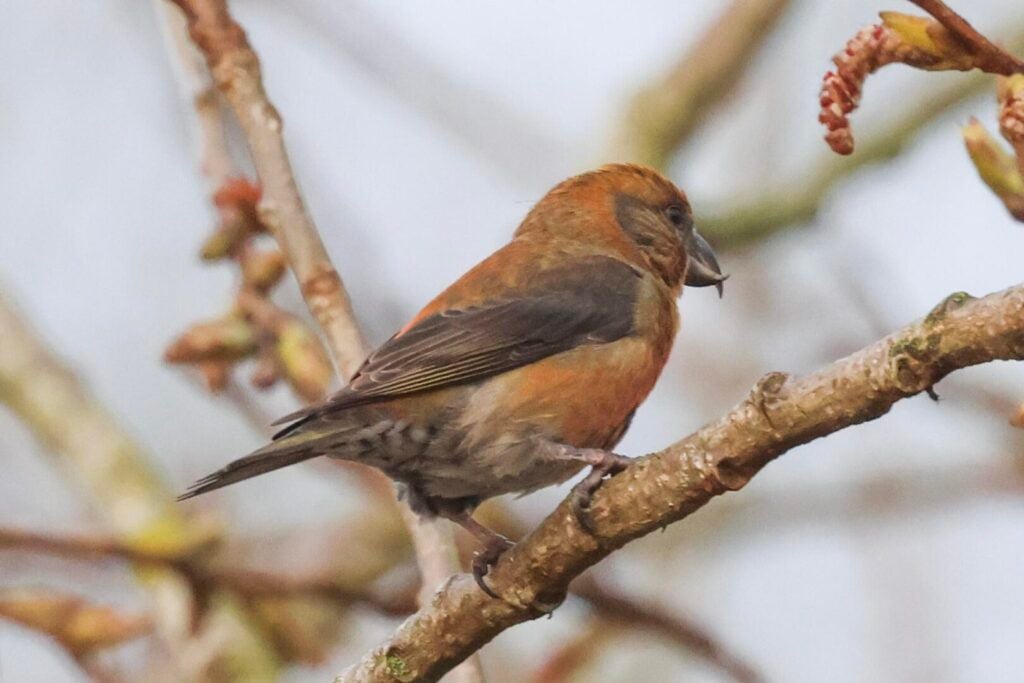 Common Crossbill