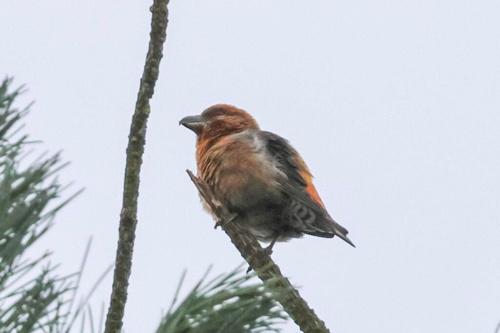Common Crossbill