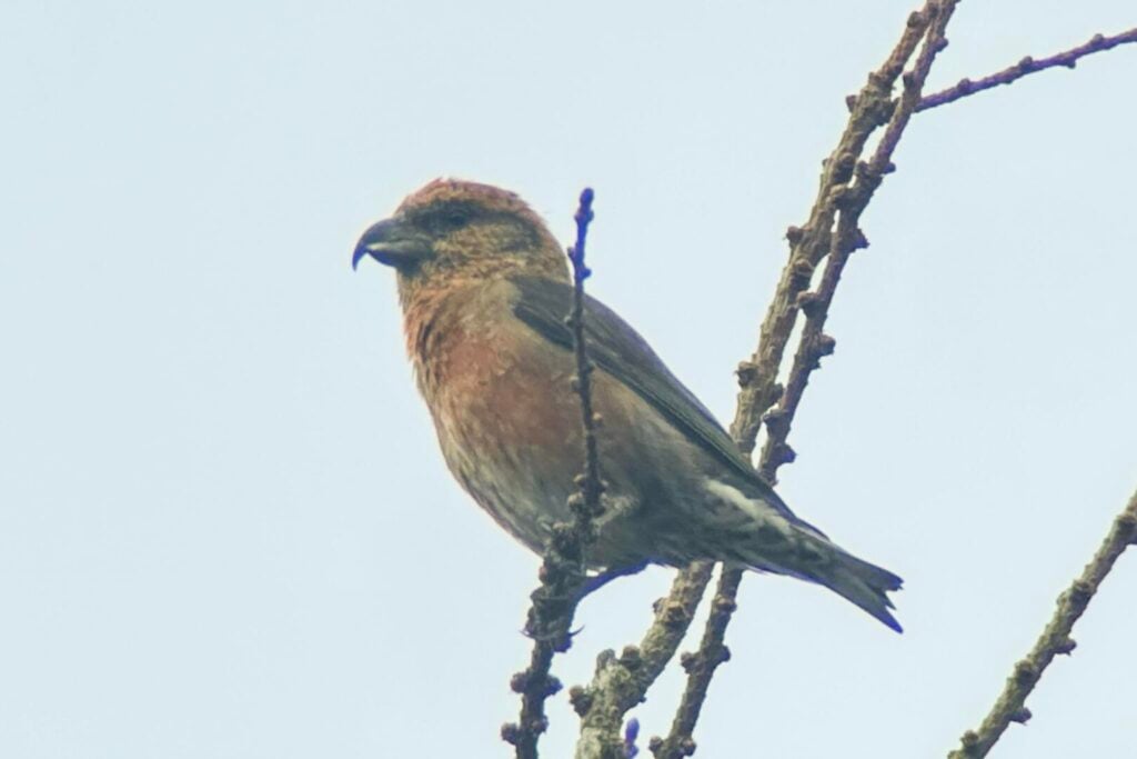 Common Crossbill
