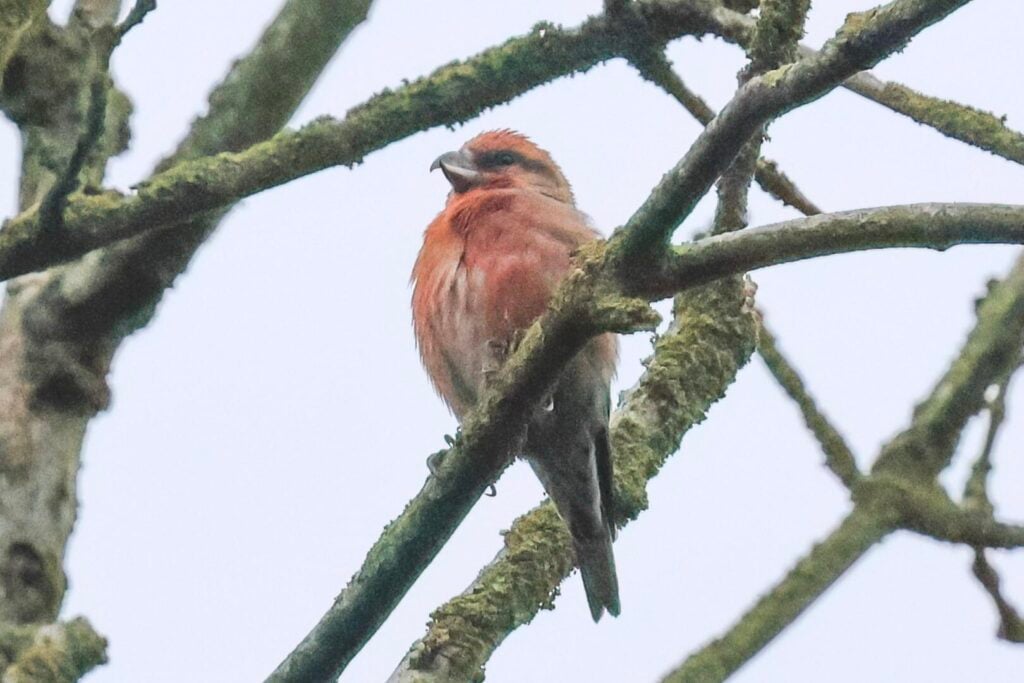 Common Crossbill