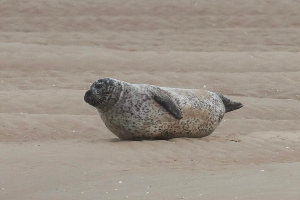 Common Seal