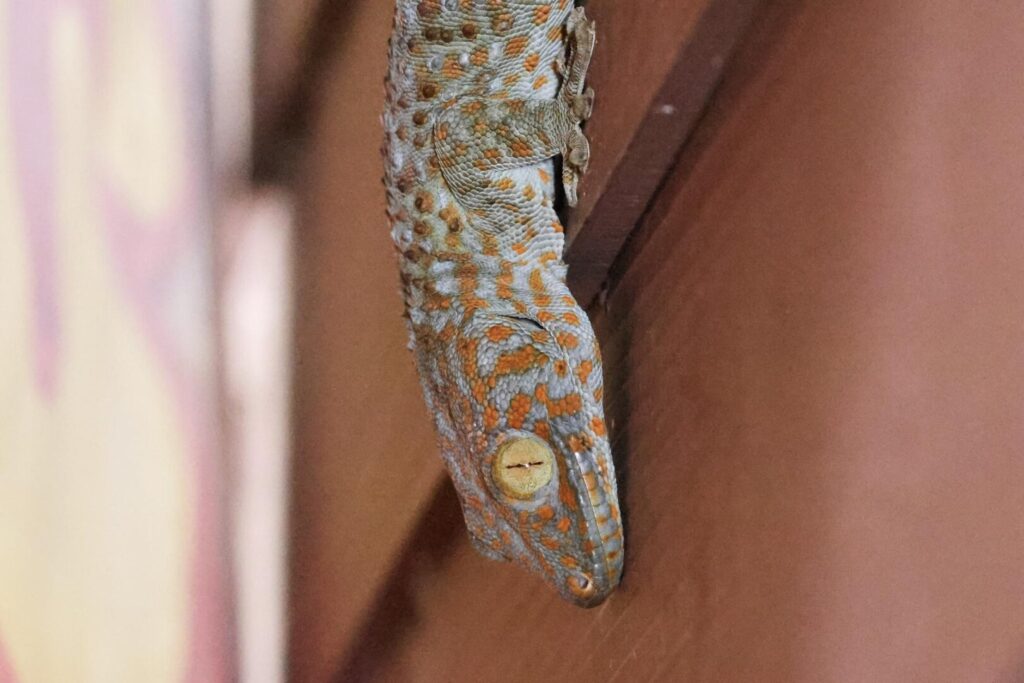 Common Tokay Gecko