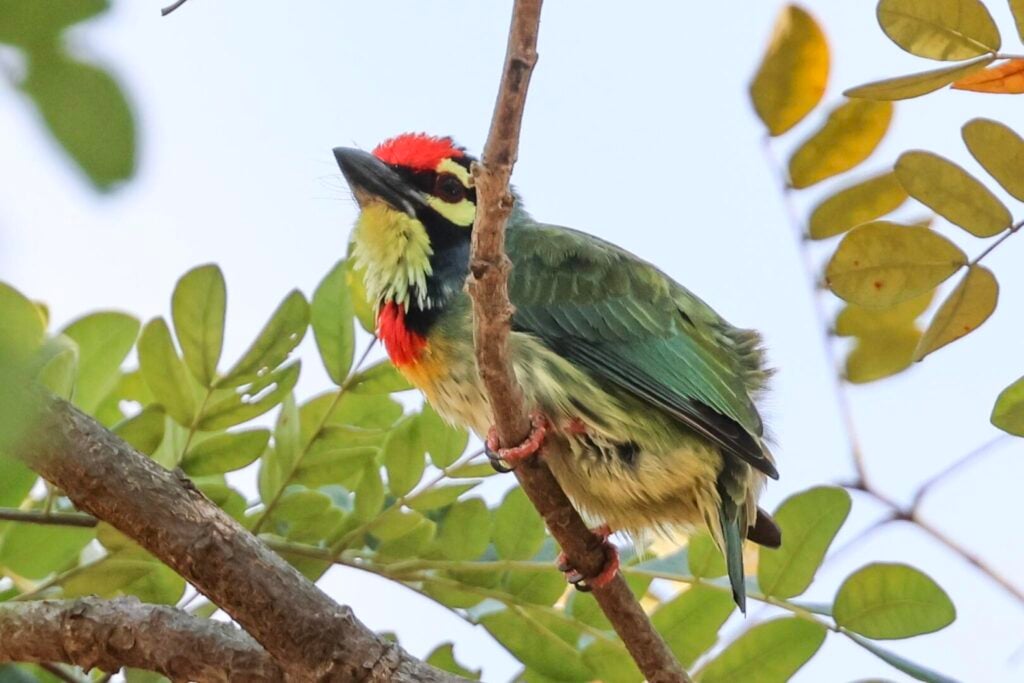 Coppersmith Barbet