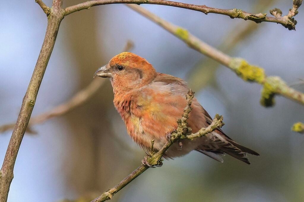 Common Crossbill