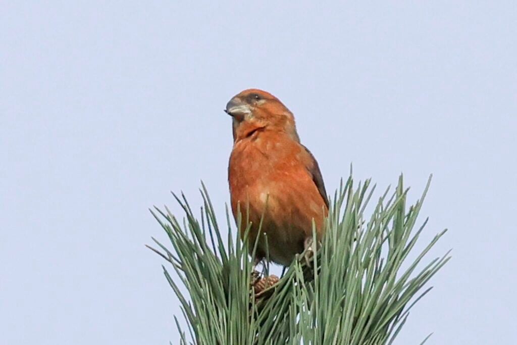 Common Crossbill