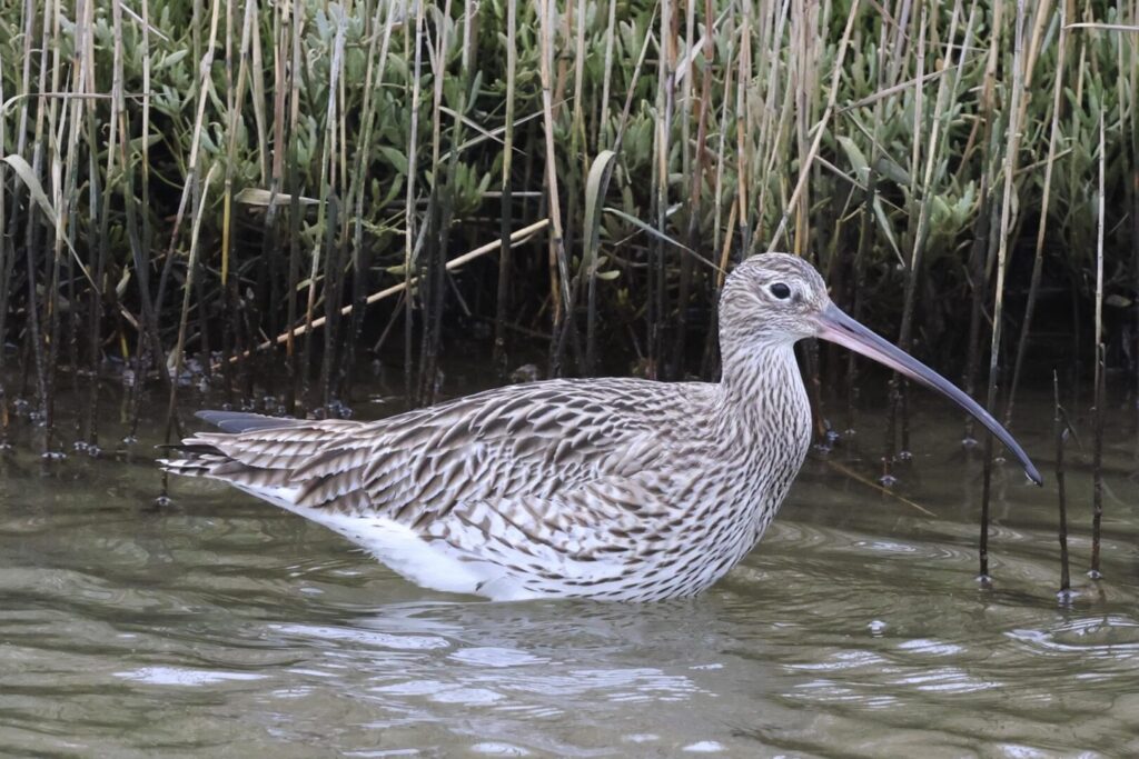 Curlew