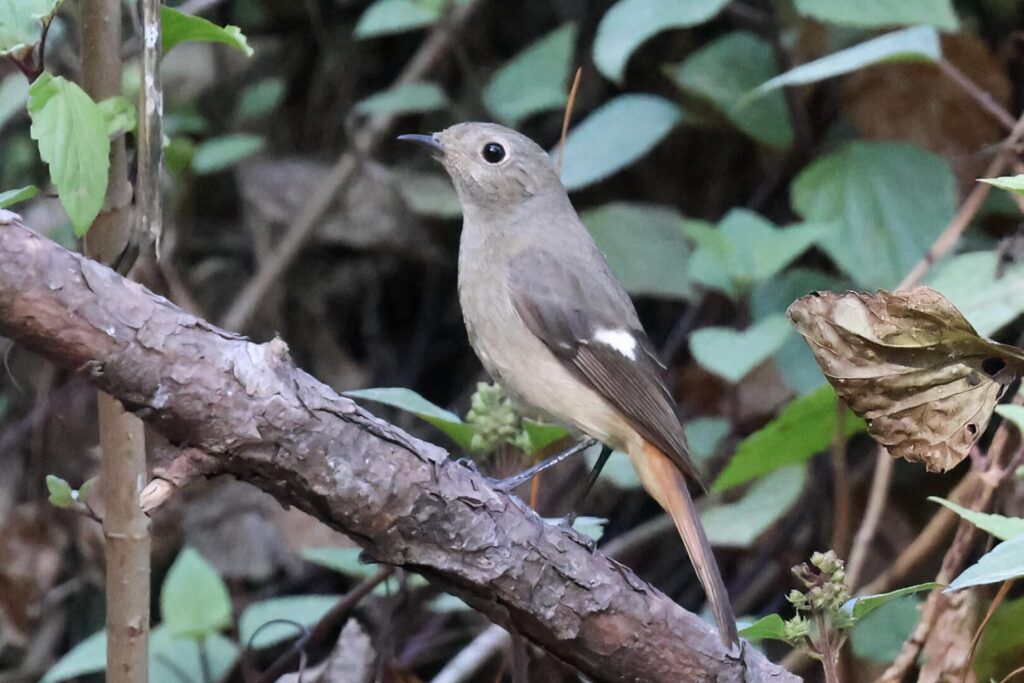 Daurian Redstart