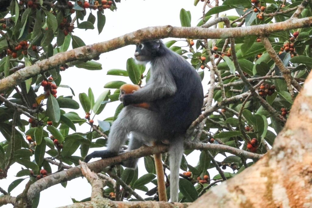 Dusky Leaf Monkeys