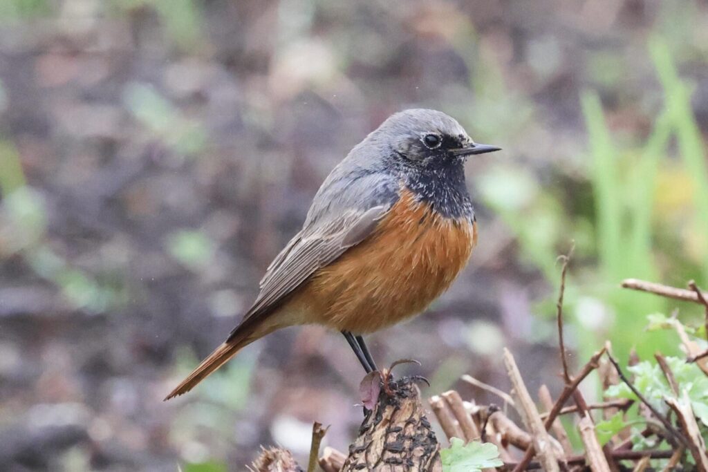 Eastern Black Redstart
