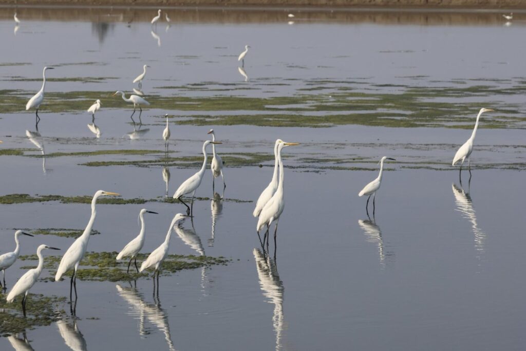 Egrets