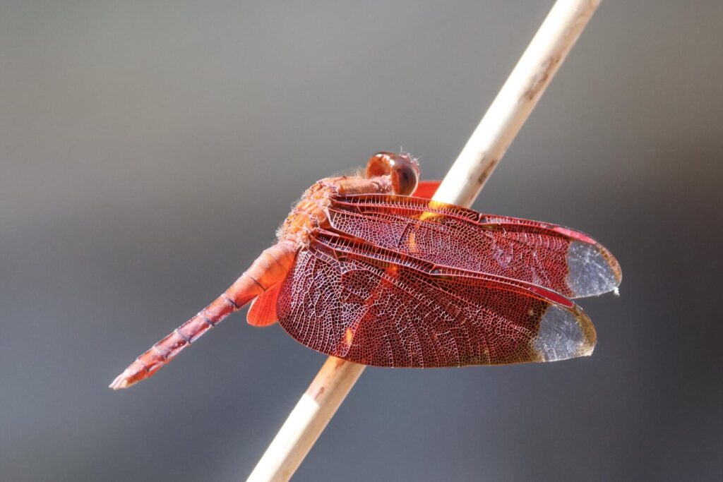 Fulvous Forest Skimmer