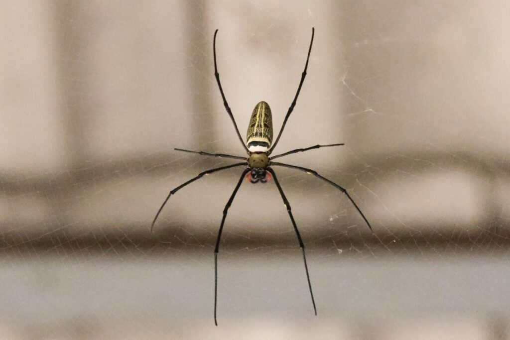 Giant Golden Orbweaver