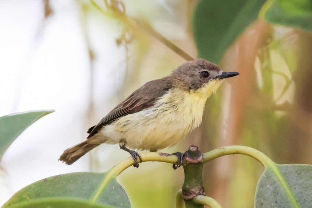 Golden-bellied Gerygone