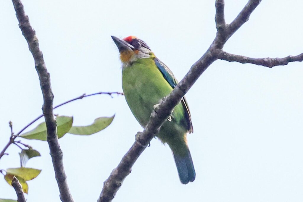 Golden-throated Barbet