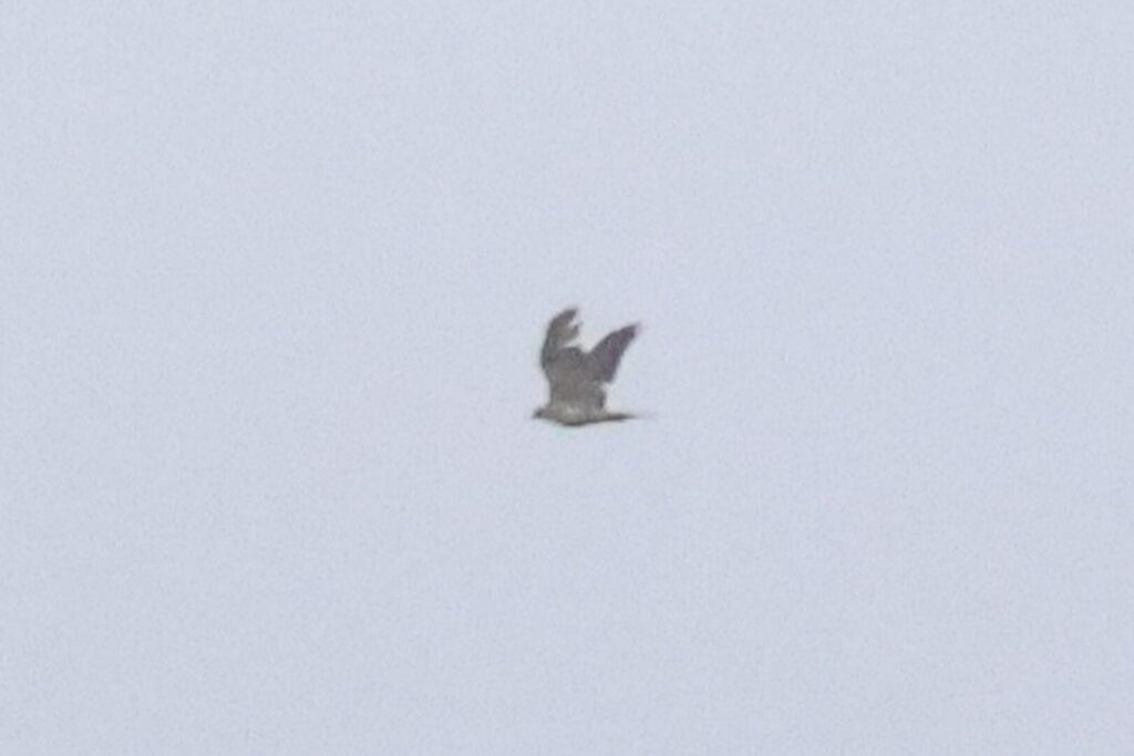 Goshawk