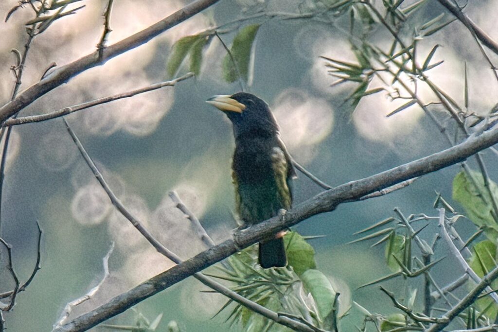Great Barbet