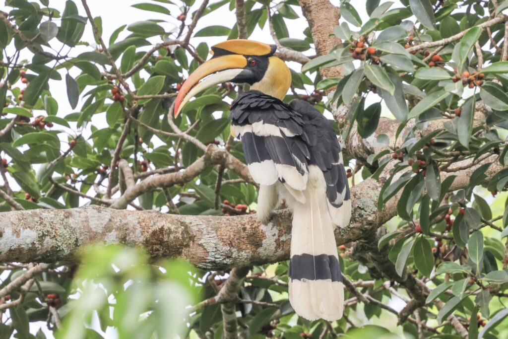 Great Hornbill