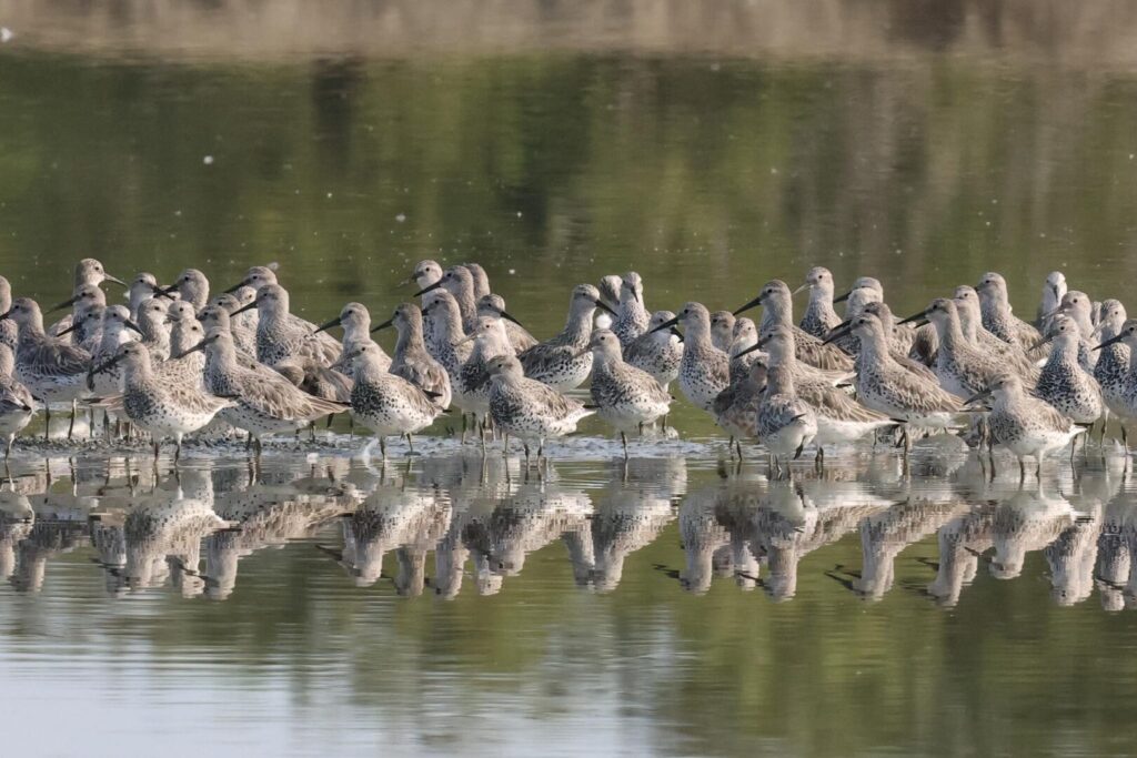 Great Knot