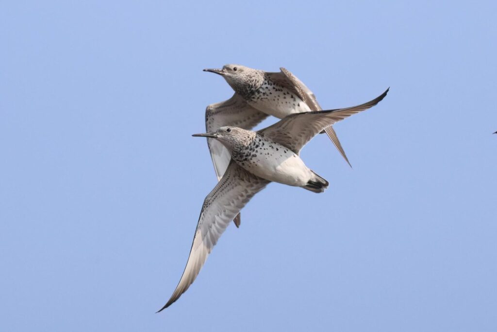 Great Knot