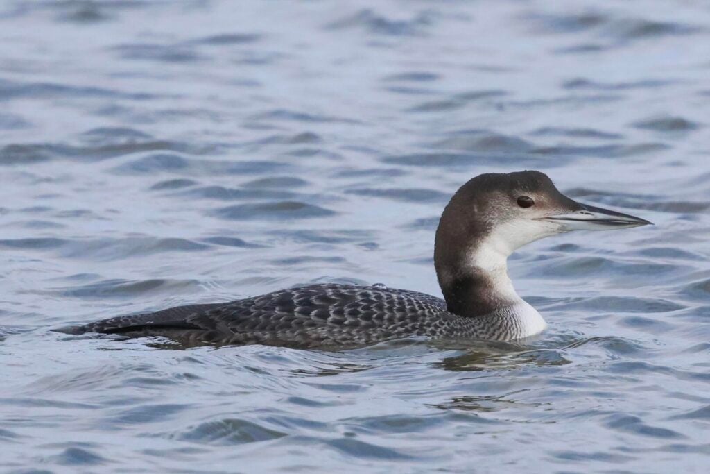 Great Northern Diver