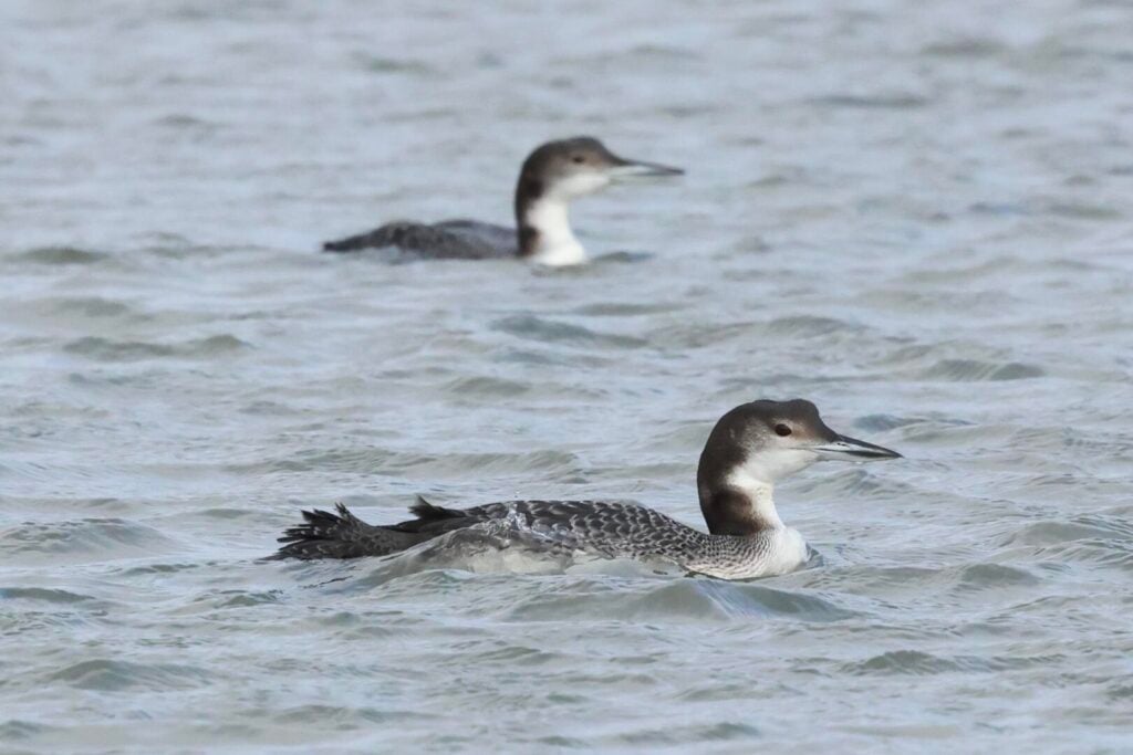 Great Northern Divers