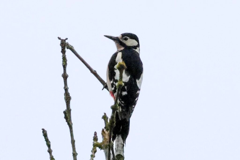 Great Spotted Woodpecker