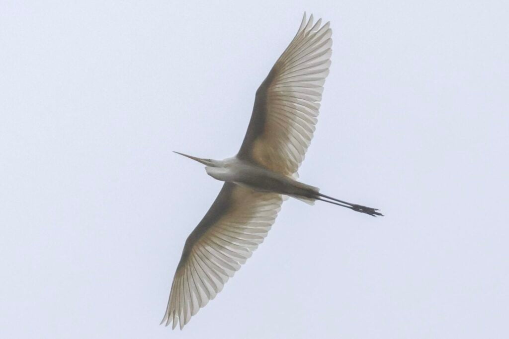 Great White Egret