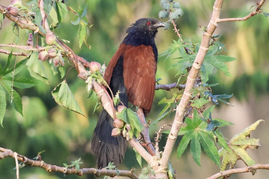 Greater Coucal