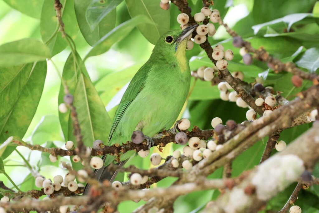 Greater Green Leafbird