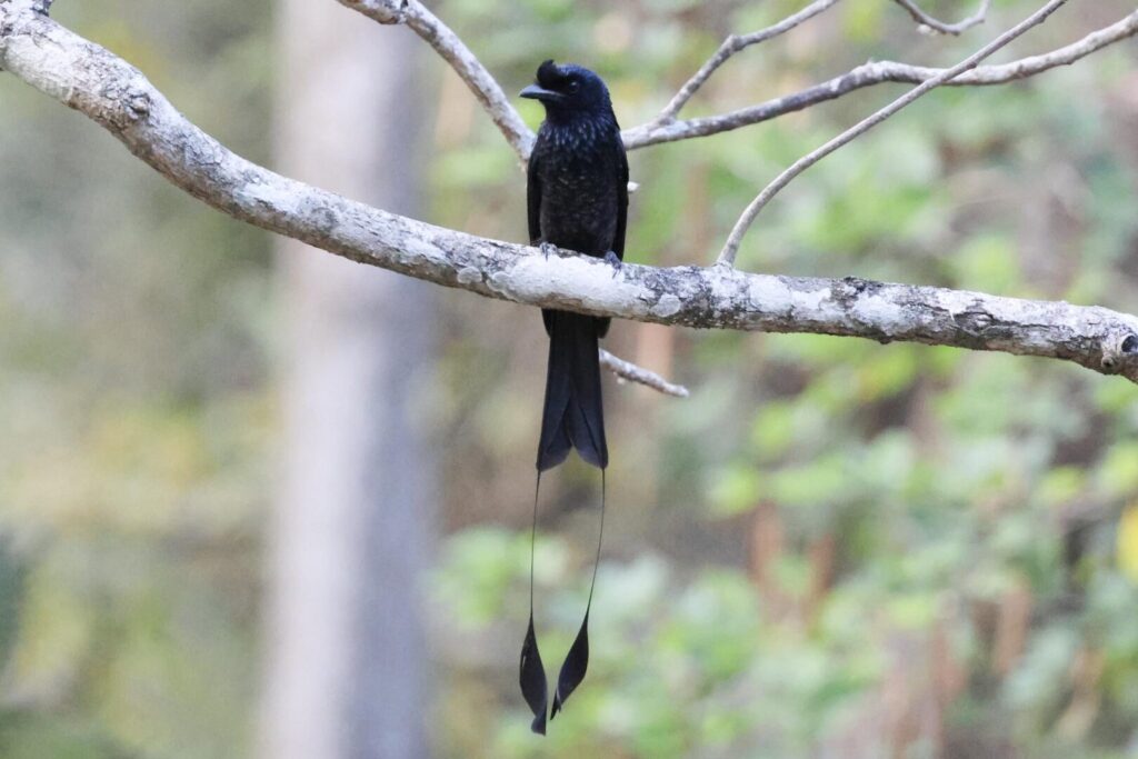 Greater Racket-tailed Drongo