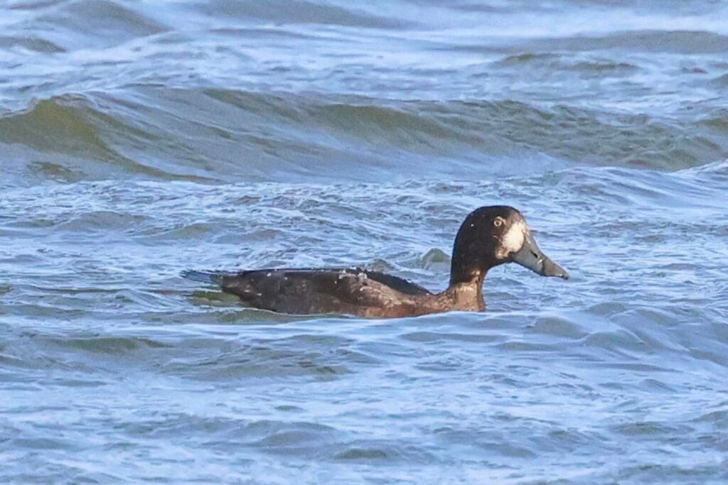 Greater Scaup
