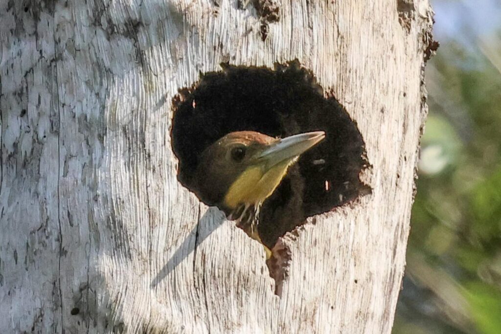 Greater Yellownape