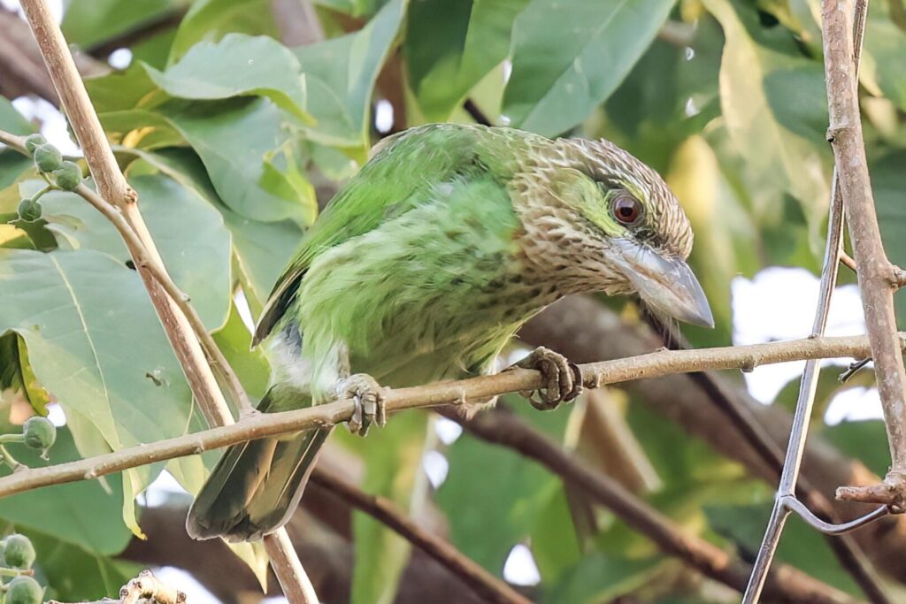 Green-eared Barbet