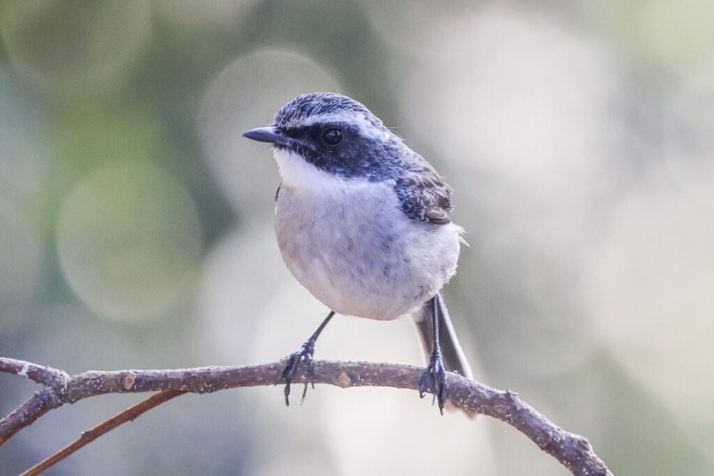 Grey Bushchat