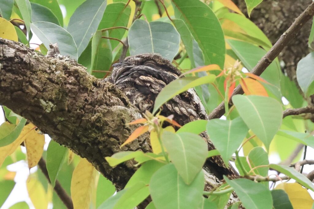 Grey Nightjar