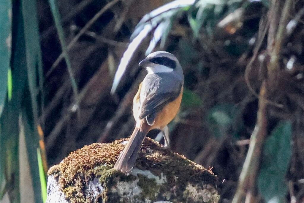 Grey-backed Shrike
