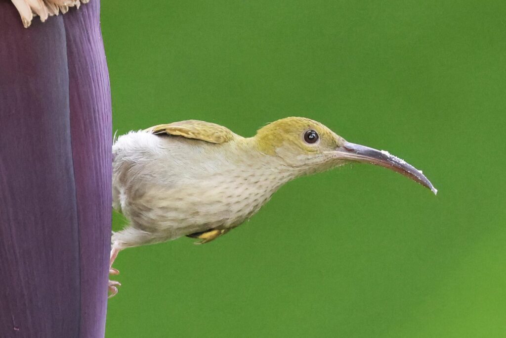 Grey-breasted Spiderhunter