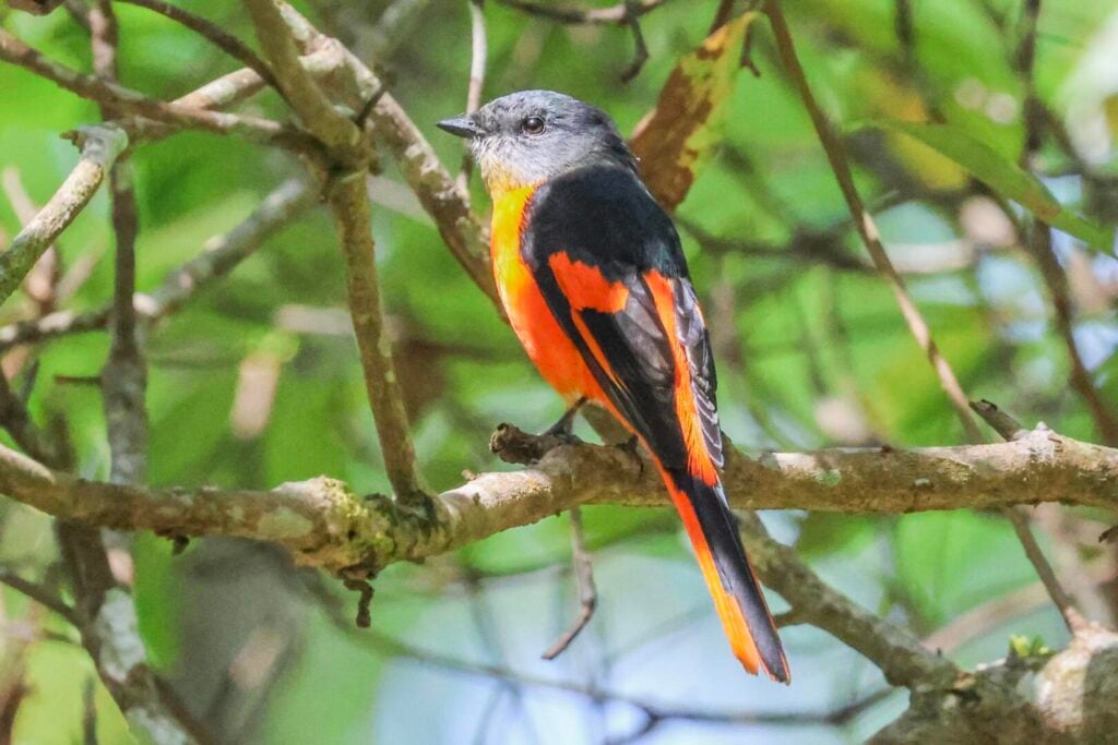 Grey-chinned Minivet