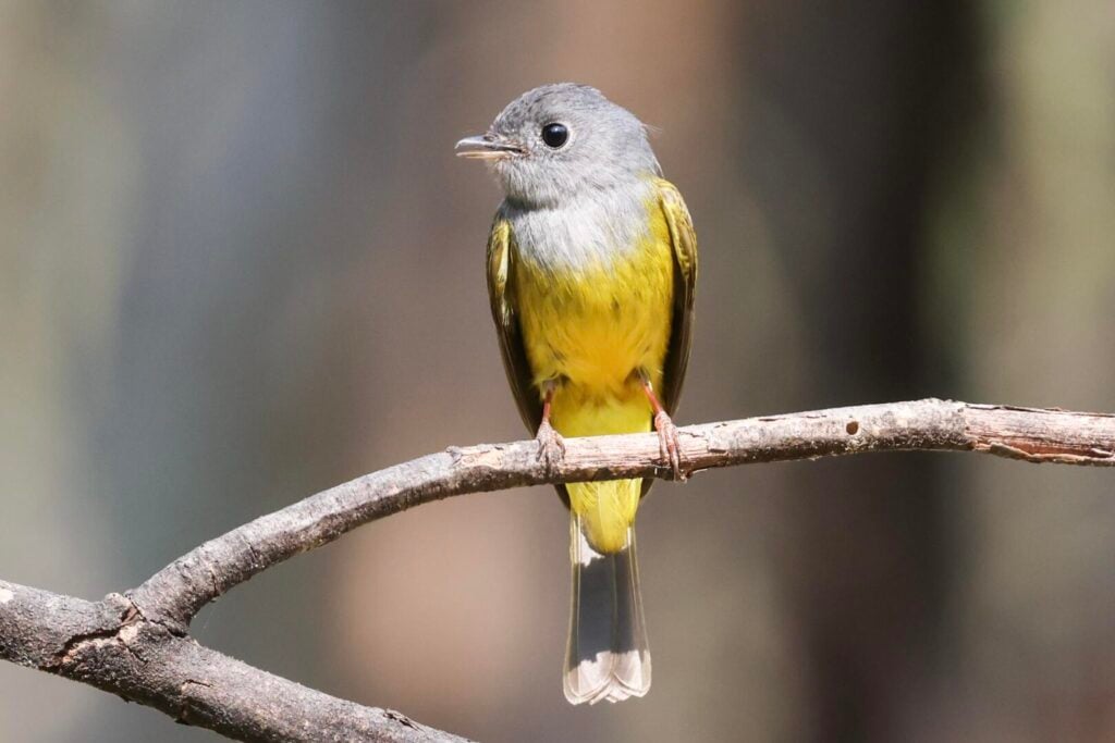 Grey-headed Canary-Flycatcher