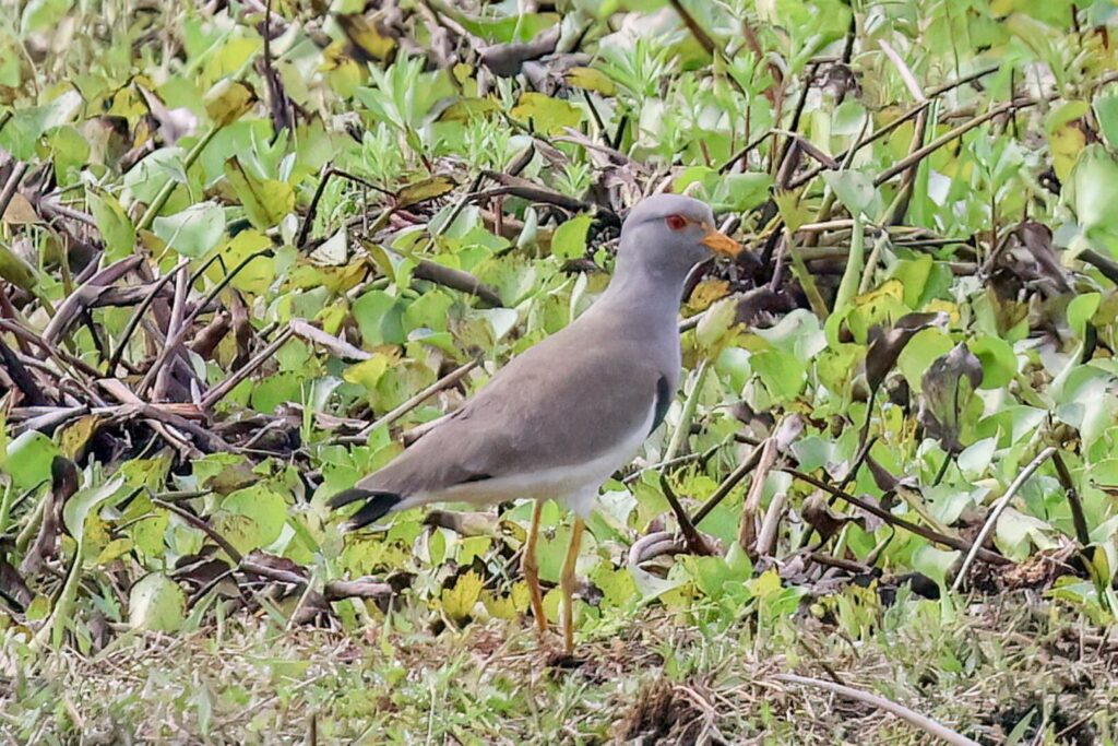 Grey-headed Lapwing