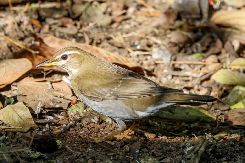 Grey-sided Thrush