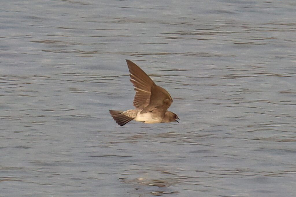 Grey-throated Martin