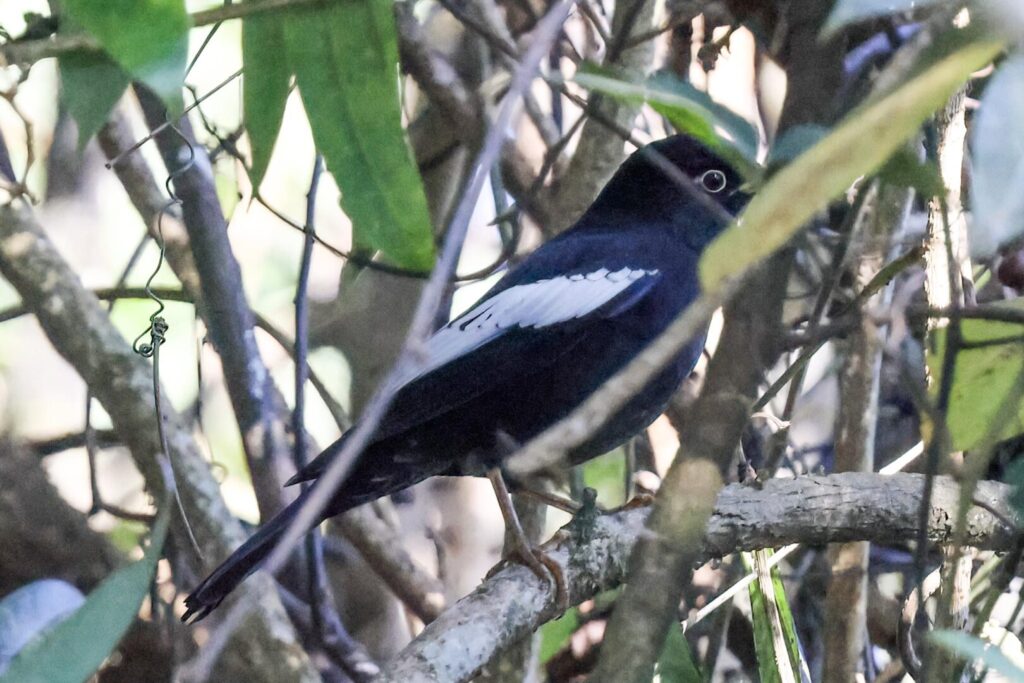 Grey-winged Blackbird
