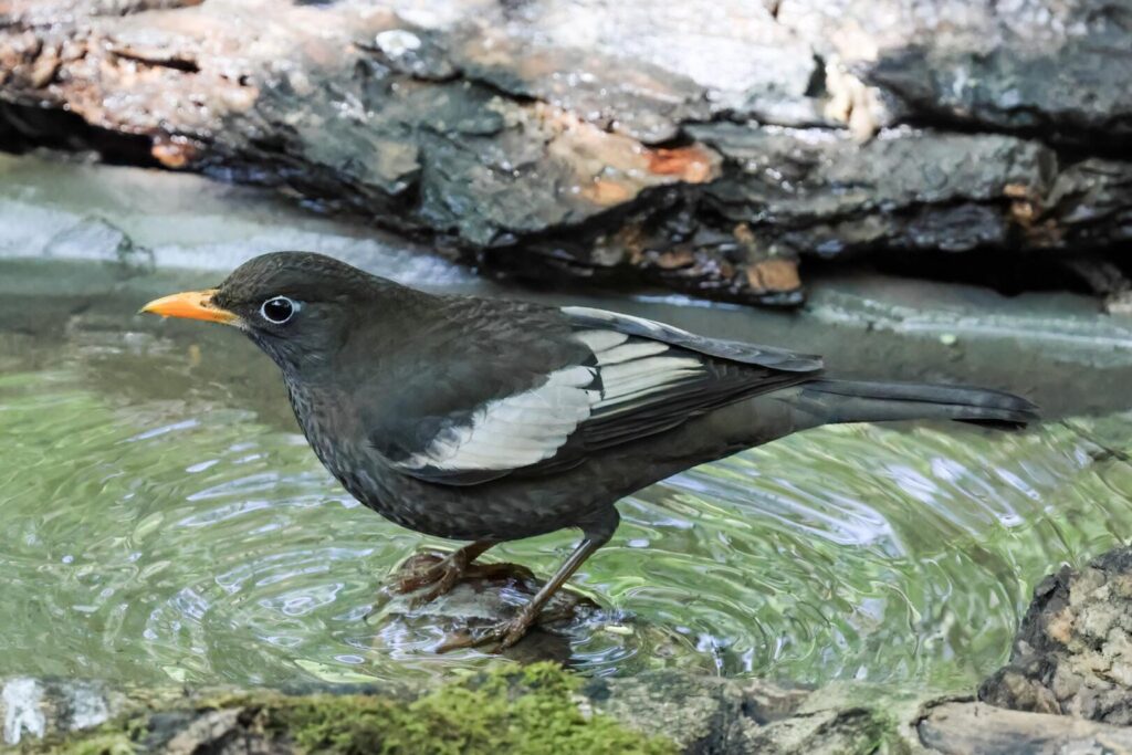 Grey-winged Blackbird
