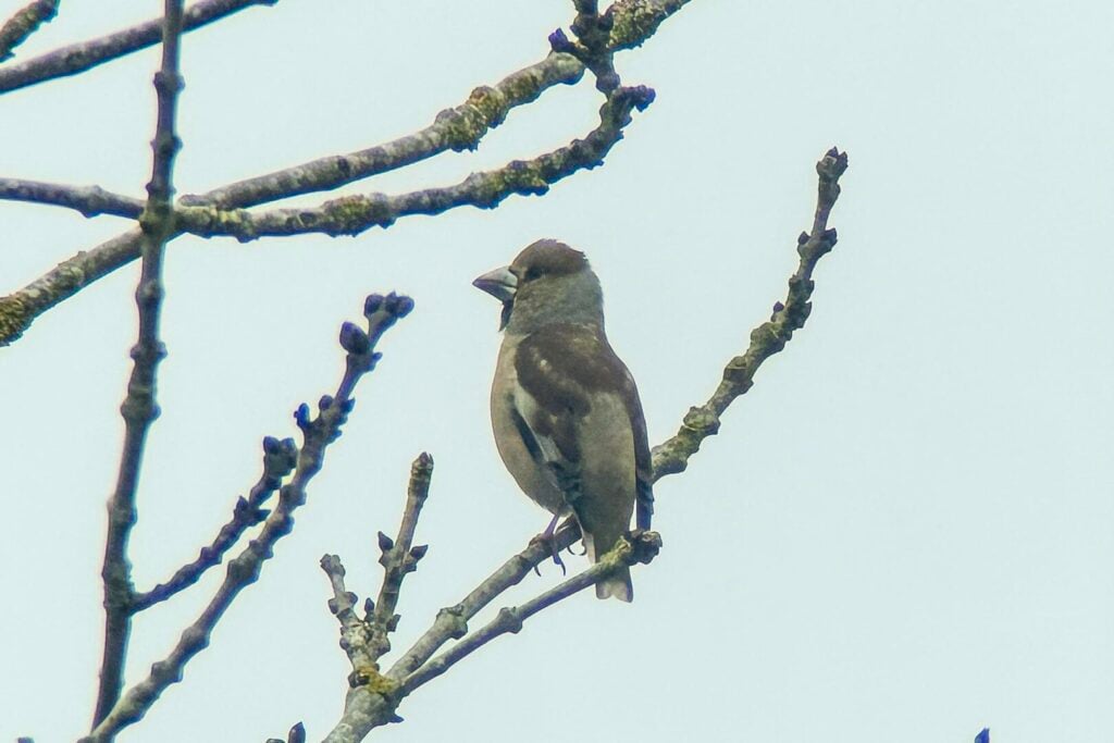 Hawfinch