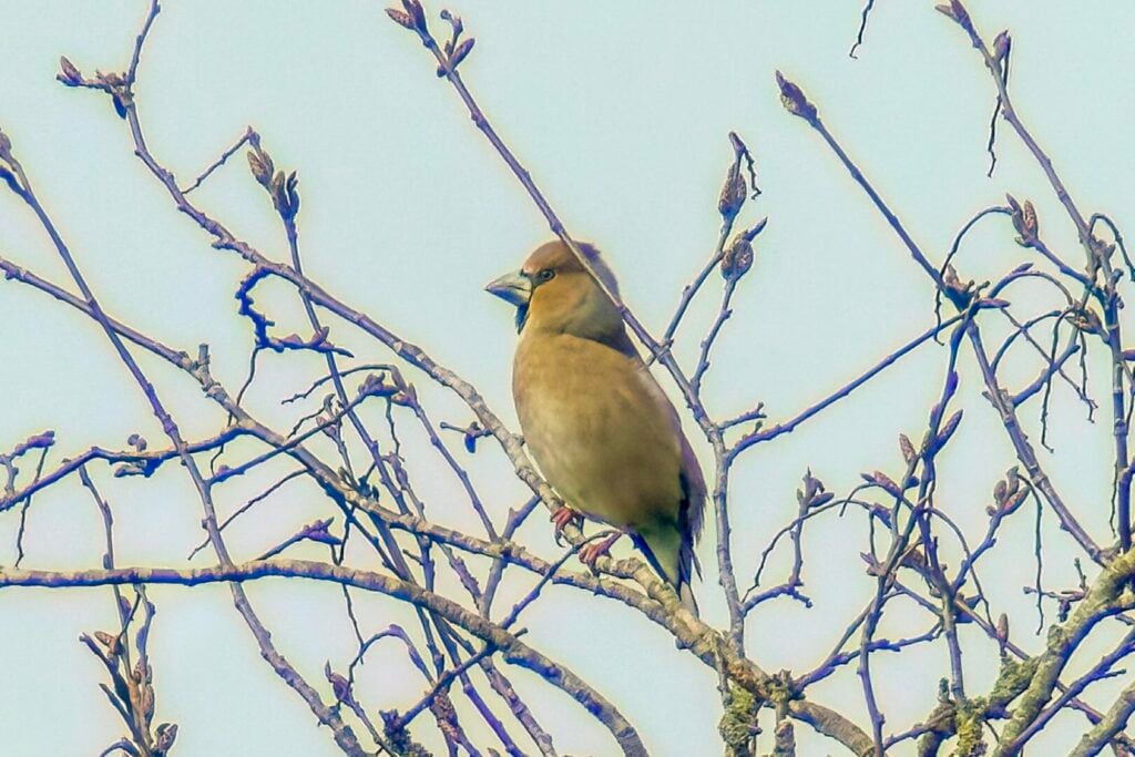 Hawfinch