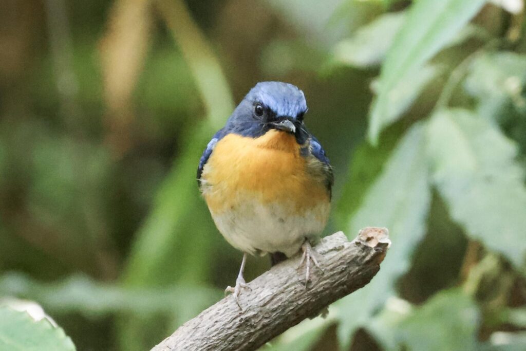 Hill Blue Flycatcher