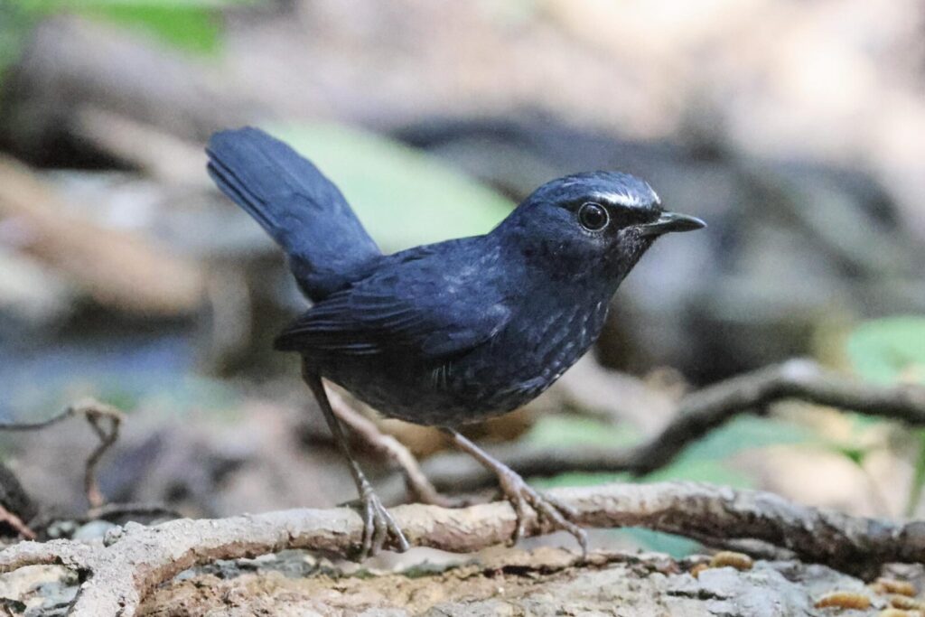 Himalayan Shortwing
